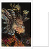 Common Lionfish closeup by Anonymous