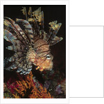 Common Lionfish closeup by Anonymous