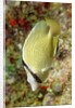 Speckled Butterflyfish by Anonymous