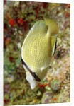 Speckled Butterflyfish by Anonymous