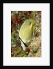Speckled Butterflyfish by Anonymous