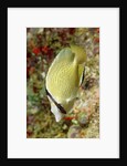 Speckled Butterflyfish by Anonymous