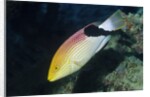 Blackfin Hogfish by Anonymous
