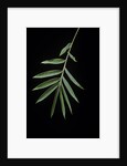 Arundinaria sp. (bamboo) - leaf by Anonymous