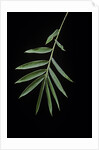 Arundinaria sp. (bamboo) - leaf by Anonymous