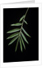 Arundinaria sp. (bamboo) - leaf by Anonymous