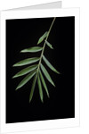 Arundinaria sp. (bamboo) - leaf by Anonymous