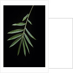 Arundinaria sp. (bamboo) - leaf by Anonymous