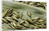 Bambusa arundinacea (bamboo) - seeds by Anonymous
