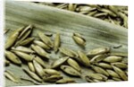 Bambusa arundinacea (bamboo) - seeds by Anonymous