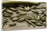 Bambusa arundinacea (bamboo) - seeds by Anonymous