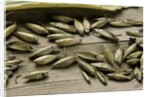 Bambusa arundinacea (bamboo) - seeds by Anonymous