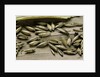 Bambusa arundinacea (bamboo) - seeds by Anonymous