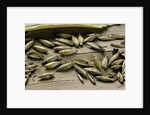 Bambusa arundinacea (bamboo) - seeds by Anonymous