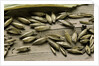 Bambusa arundinacea (bamboo) - seeds by Anonymous