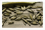 Bambusa arundinacea (bamboo) - seeds by Anonymous