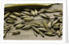 Bambusa arundinacea (bamboo) - seeds by Anonymous