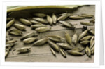 Bambusa arundinacea (bamboo) - seeds by Anonymous