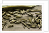 Bambusa arundinacea (bamboo) - seeds by Anonymous