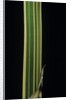 Bambusa multiplex 'Alphonse Karr' (bamboo) - shoot by Anonymous