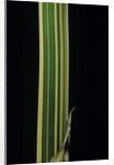 Bambusa multiplex 'Alphonse Karr' (bamboo) - shoot by Anonymous