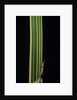 Bambusa multiplex 'Alphonse Karr' (bamboo) - shoot by Anonymous