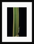 Bambusa multiplex 'Alphonse Karr' (bamboo) - shoot by Anonymous