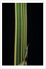Bambusa multiplex 'Alphonse Karr' (bamboo) - shoot by Anonymous