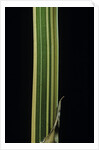 Bambusa multiplex 'Alphonse Karr' (bamboo) - shoot by Anonymous