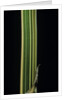 Bambusa multiplex 'Alphonse Karr' (bamboo) - shoot by Anonymous