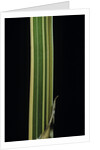Bambusa multiplex 'Alphonse Karr' (bamboo) - shoot by Anonymous