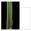 Bambusa multiplex 'Alphonse Karr' (bamboo) - shoot by Anonymous