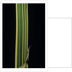 Bambusa multiplex 'Alphonse Karr' (bamboo) - shoot by Anonymous