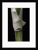 Bambusa multiplex 'Alphonse Karr' (bamboo) - shoot by Anonymous
