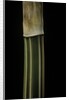 Bambusa multiplex 'Alphonse Karr' (bamboo) - shoot by Anonymous