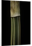 Bambusa multiplex 'Alphonse Karr' (bamboo) - shoot by Anonymous