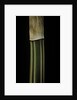 Bambusa multiplex 'Alphonse Karr' (bamboo) - shoot by Anonymous
