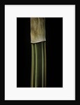 Bambusa multiplex 'Alphonse Karr' (bamboo) - shoot by Anonymous
