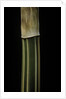 Bambusa multiplex 'Alphonse Karr' (bamboo) - shoot by Anonymous