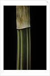 Bambusa multiplex 'Alphonse Karr' (bamboo) - shoot by Anonymous
