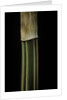 Bambusa multiplex 'Alphonse Karr' (bamboo) - shoot by Anonymous