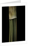 Bambusa multiplex 'Alphonse Karr' (bamboo) - shoot by Anonymous