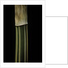 Bambusa multiplex 'Alphonse Karr' (bamboo) - shoot by Anonymous