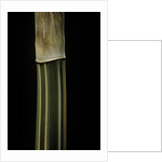 Bambusa multiplex 'Alphonse Karr' (bamboo) - shoot by Anonymous