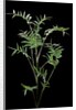 Bambusa multiplex 'Fernleaf' (bamboo) by Anonymous