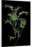 Bambusa multiplex 'Fernleaf' (bamboo) by Anonymous