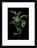 Bambusa multiplex 'Fernleaf' (bamboo) by Anonymous