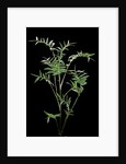 Bambusa multiplex 'Fernleaf' (bamboo) by Anonymous