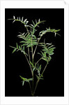 Bambusa multiplex 'Fernleaf' (bamboo) by Anonymous