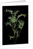 Bambusa multiplex 'Fernleaf' (bamboo) by Anonymous